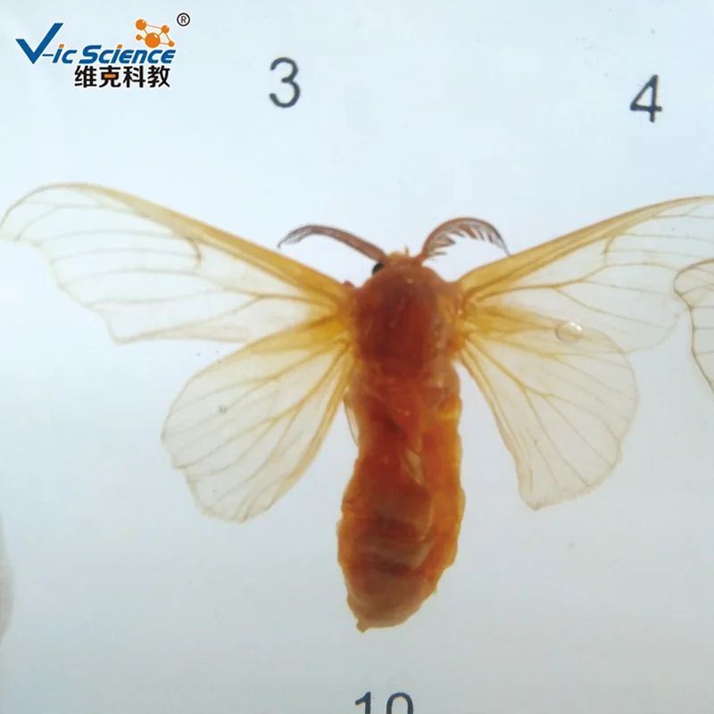 Life History of Silkworm Embedded Specimen Teaching Biology Specimen In Primary and Secondary Schools