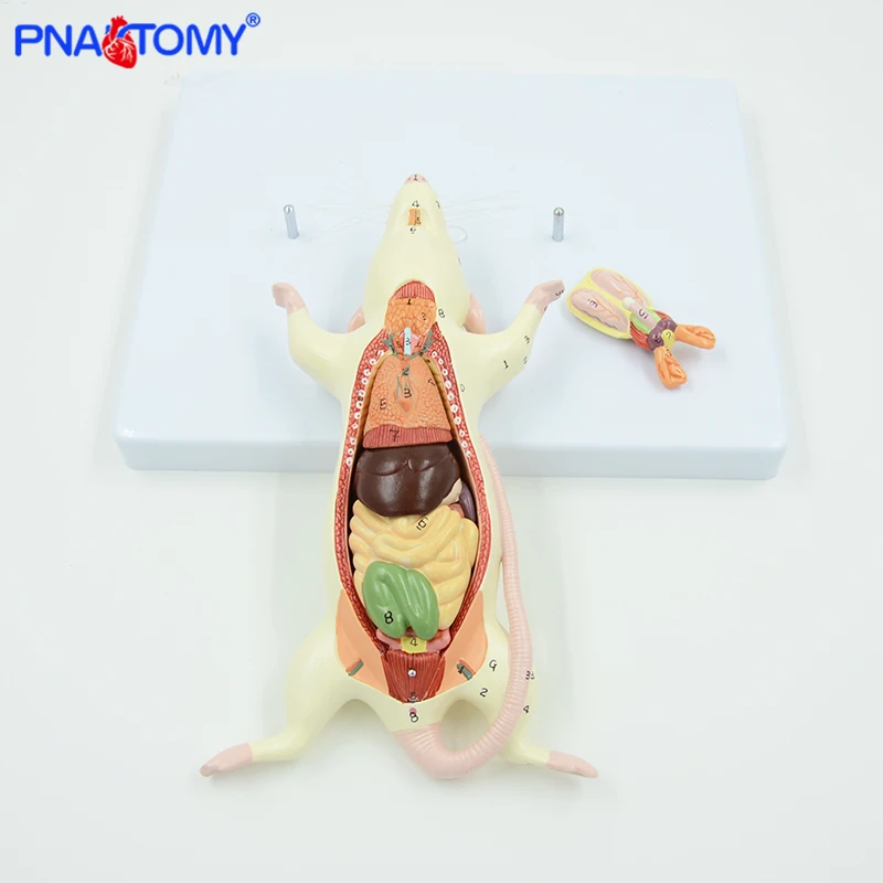 Rat Anatomy Model White Mouse Internal Organ Structure Anatomy Biology Teaching Experimental Animal Anatomical Husbandry Study