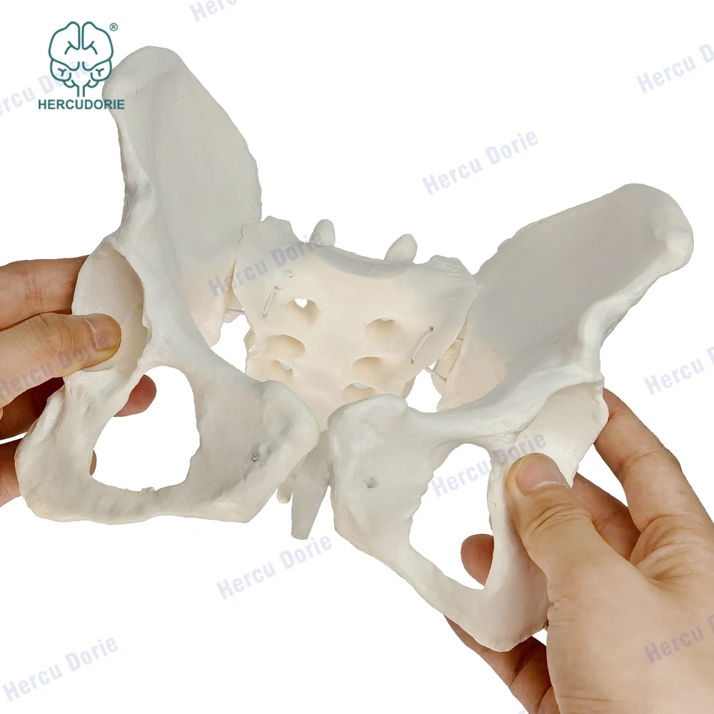 Scientific female pelvis model, Movable,Elastic cord link, Life size pelvis, Human anatomy features hip, Sacrum and tailbone