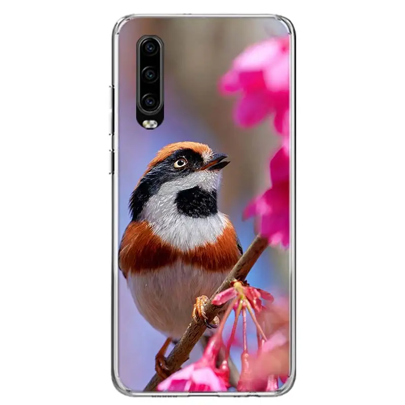 Magpie bird Cover Phone Case For Huawei P30 P20 P10 P40 P50 Pro Mate 20 40 30 10 Lite Popular Fundas Art Gift Coque Shell