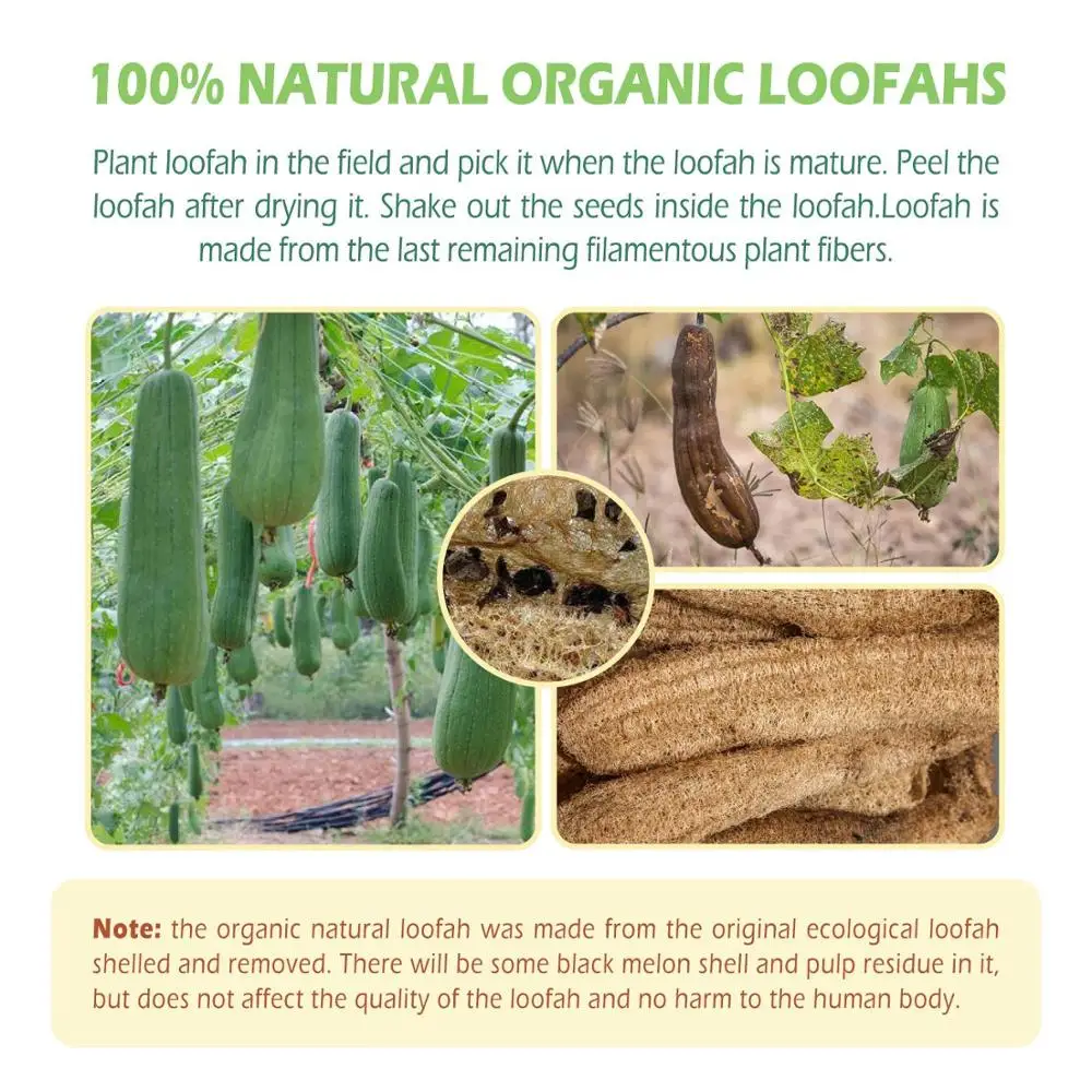 Natural Organic Shower Loofah, 100% Natural, Spa Exfoliating Bath, Body Scrubber, Removing Dead Skin, No Bleaching, Eco Friendly
