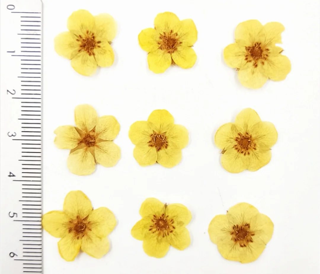 

60pcs Pressed Dried Rosa multiflora Flower Head For Epoxy Resin Jewelry Making Bookmark Phone Case Face Makeup Nail Art DIY