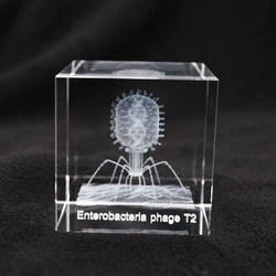 Phage en verre de cristal compilé en 3D, modèle de structure bactérienne, presse-papiers, cadeau pour médecin