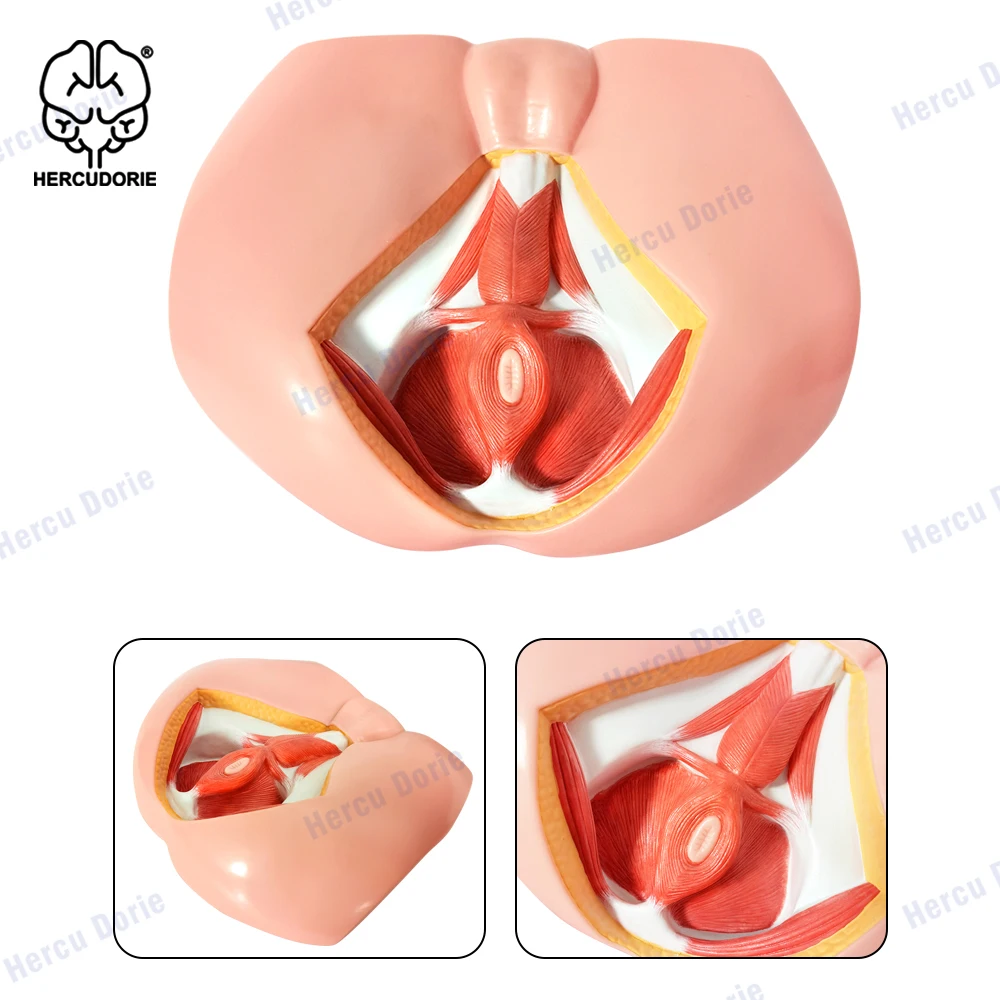 Modelo Neurovascular Perineal masculino, modelo de anatomía muscular del suelo pélvico, modelo de enseñanza de medicina genitourinaria