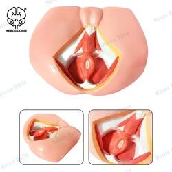 Modelo Neurovascular Perineal masculino, modelo de anatomía muscular del suelo pélvico, modelo de enseñanza de medicina genitourinaria