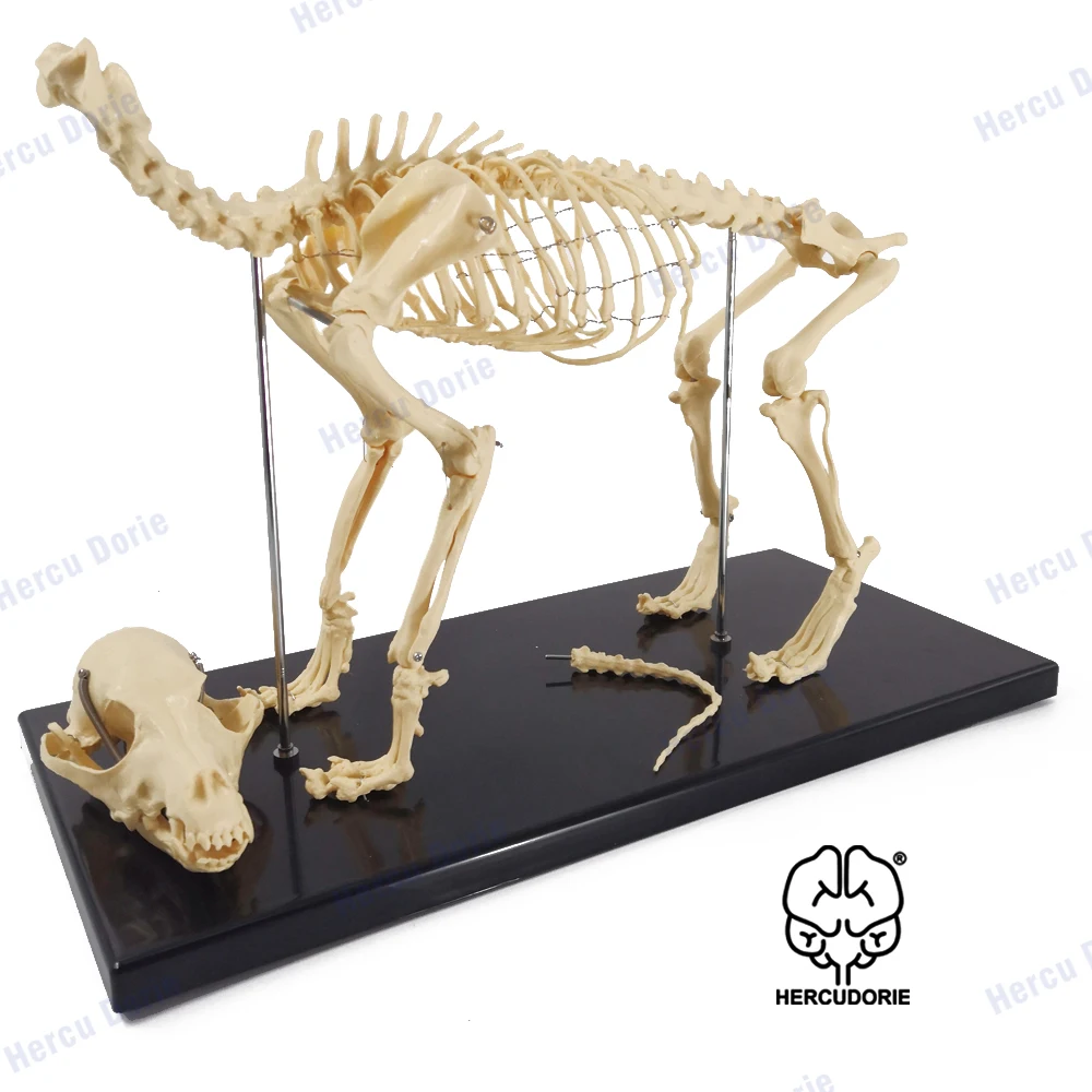 Dog Skeleton Model Education Model Canine Skeleton Standard Size Dog Display Lab Teach Veterinary Animals