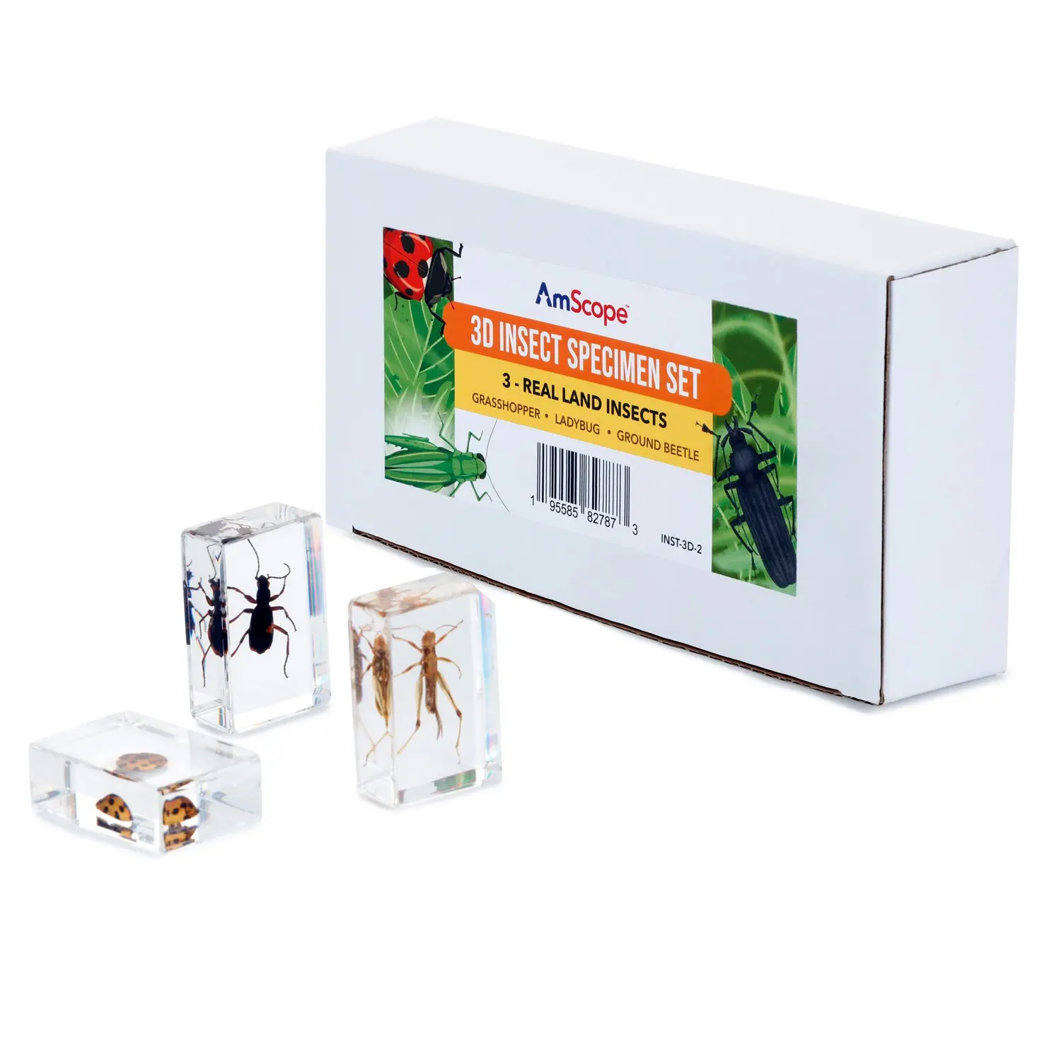 AmScope 3D Real Fly Insect Specimen 3PC Kit W/ Honeybee, Butterfly, Fly