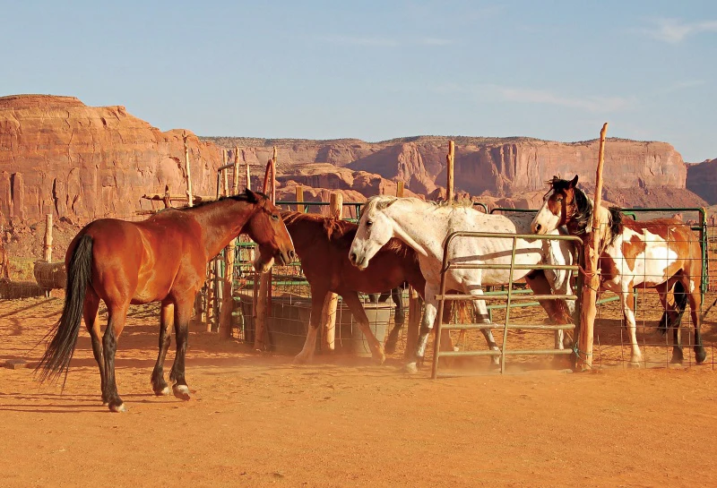 Laeacco مزرعة مستودع قديم ريفي غرب رعاة البقر الحصان ديكور المنزل الصحراء المناظر الطبيعية وراية صور خلفية خلفية للتصوير الفوتوغرافي