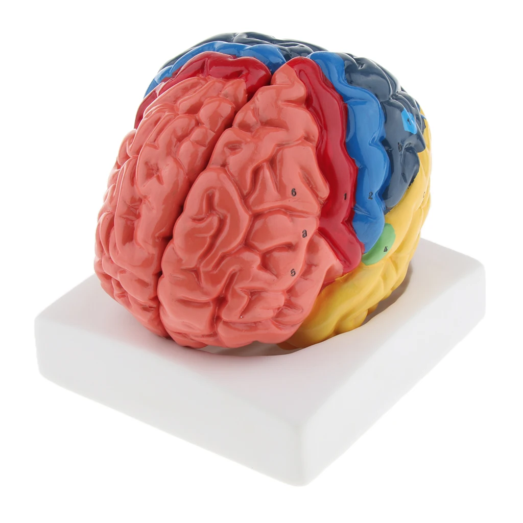 

Lifesize Brain Model Anatomical Brain Model Eco-friendly PVC 9 Parts Anatomy Medical School Teaching Tool Lab Display