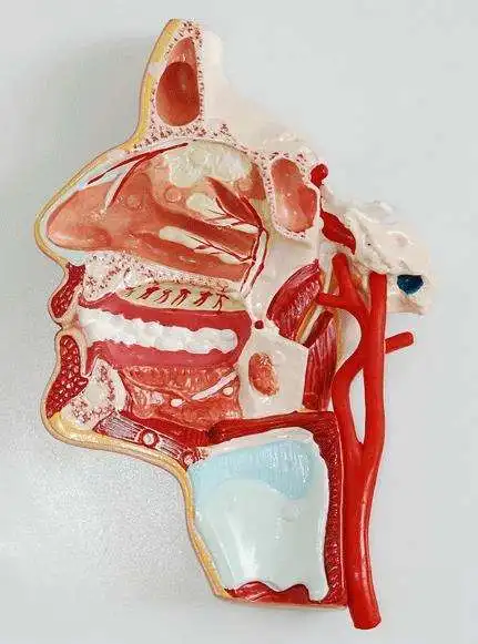 Head section model Brain section model Human head anatomy model Intracranial brain structure display teaching