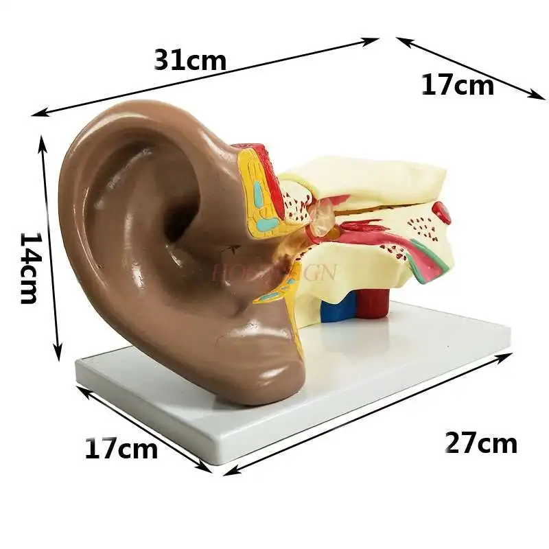 Ear Anatomy Model (6x magnification) Experimental Equipment Middle School Teaching Instrument Human Organ Ear Teaching Aid