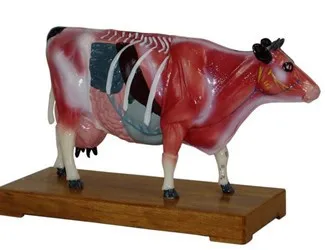 

Veterinarian's Cattle Cow Bovine Acupuncture Model In Trauma Anatomy Skeleton Dental Anatomical Shadow Medical Training Manikins