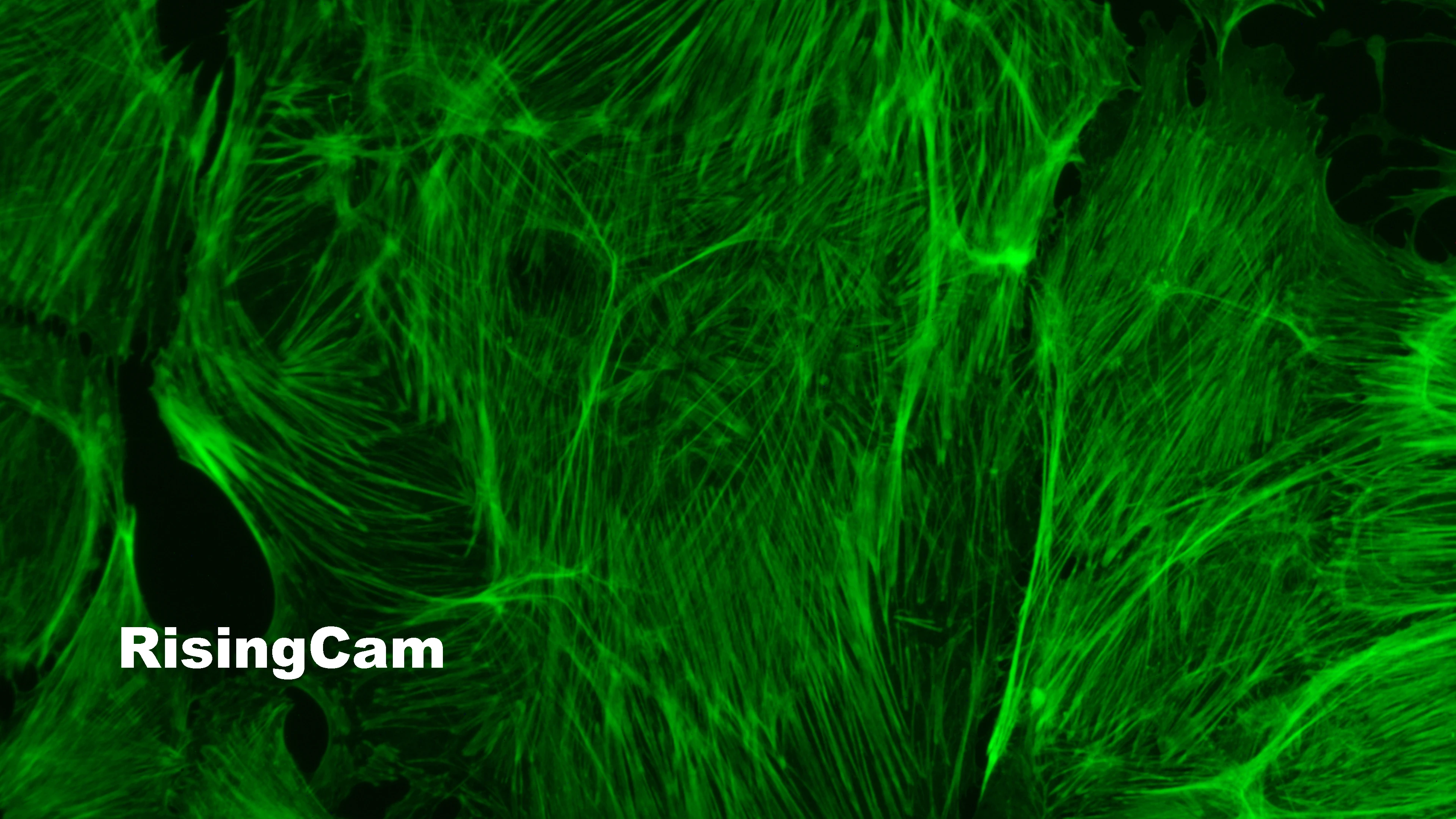 Ultrahochempfindliche 96fps 2,1MP imx482 1/1,2-Zoll-Sensor USB3.0 Digitalmikroskopkamera für biologische Dunkelfeld-Fluoreszenz – Detail 21