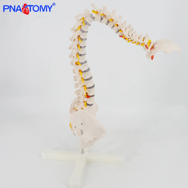 Flexible Human Spine Model Life Size 85cm Height with Base Medical Teaching Tool Anatomical Demonstration PNT-0120P