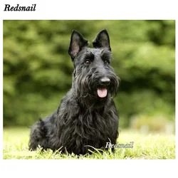 Full Drill Square Round Diamond 5D DIY Diamond Painting Scottish Terrier Dog Pet Patterns Embroidery Cross Stitch Mosaic EE303