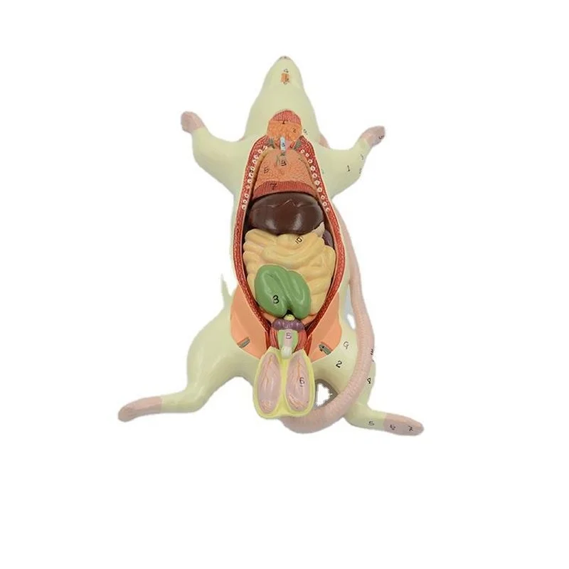 Anatomical model of internal organ structure in mice mice biological teaching experimental animal anatomy specimens