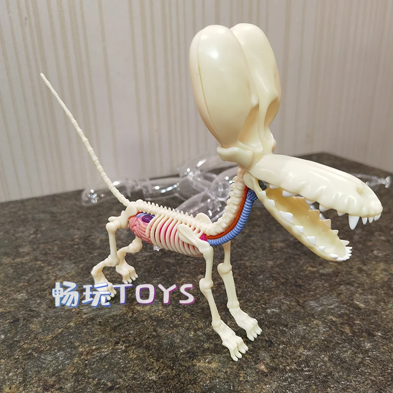 4D MASTER  Balloon Dog Model Detachable DIY Educational Equipment Anatomy Tool Transparent Animal 27810 Canine Skeleton