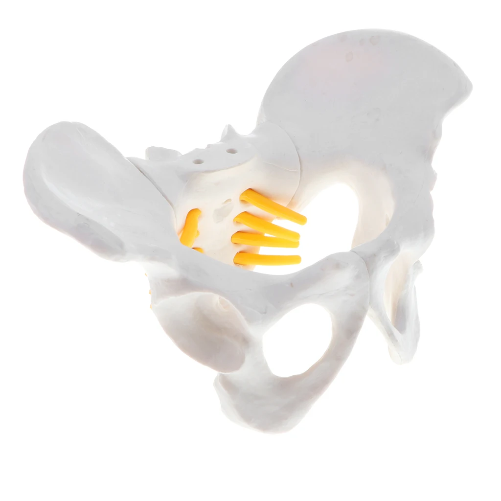 Anatomy Teaching Model - Small Size Female Pelvis Skeleton Model, School Teaching Aid School Teaching Display Lab Supplies