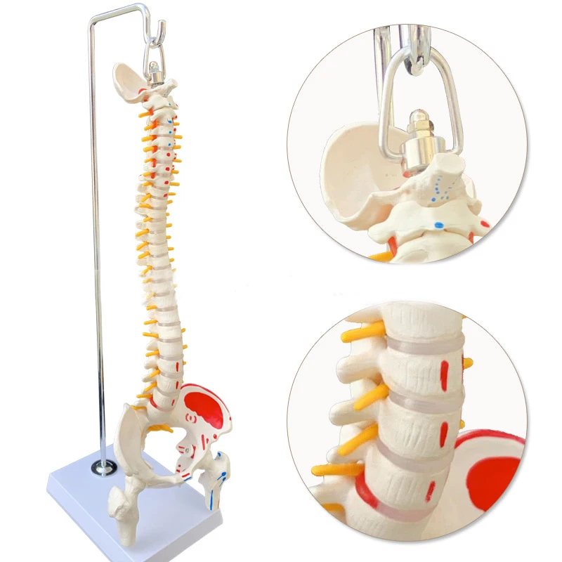 

45cm Life Size 1:1 Human Spinal Column Vertebral Lumbar Curve Model Anatomical Model Anatomy Spine Model Medical Teaching Tool