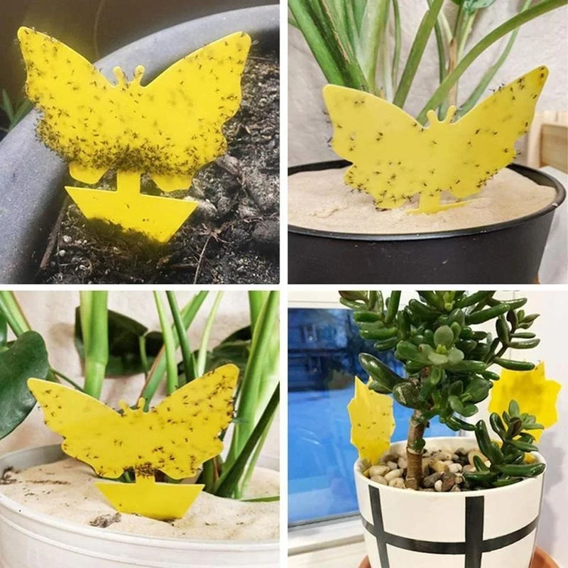 Fungus Gnats Insect Dual Sided Catcher Plant For Aphids Strong Glue Non Toxic Sticky Traps Yellow Pest Control Garden Fruit Fly