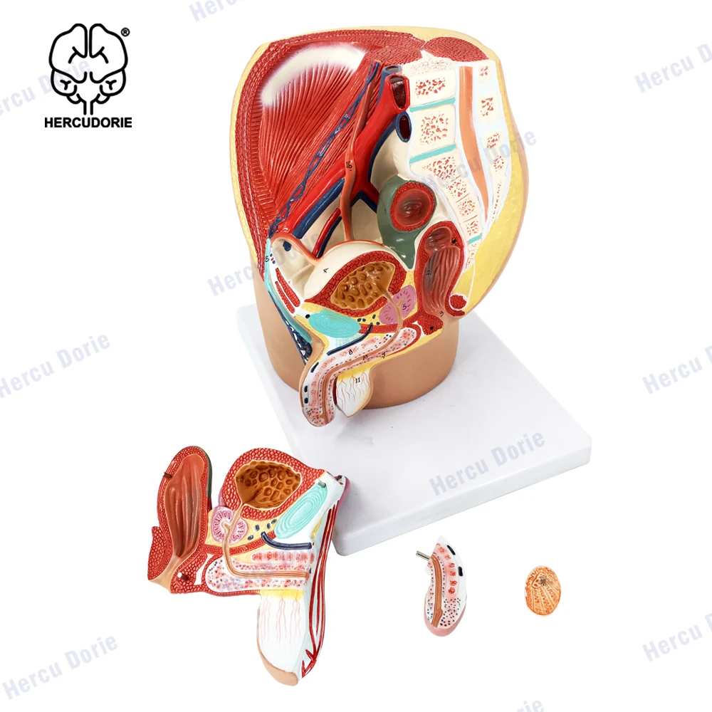 Male Pelvis Male Genital System Anatomical Model Human Anatomy Model Median Sagittal Section Model