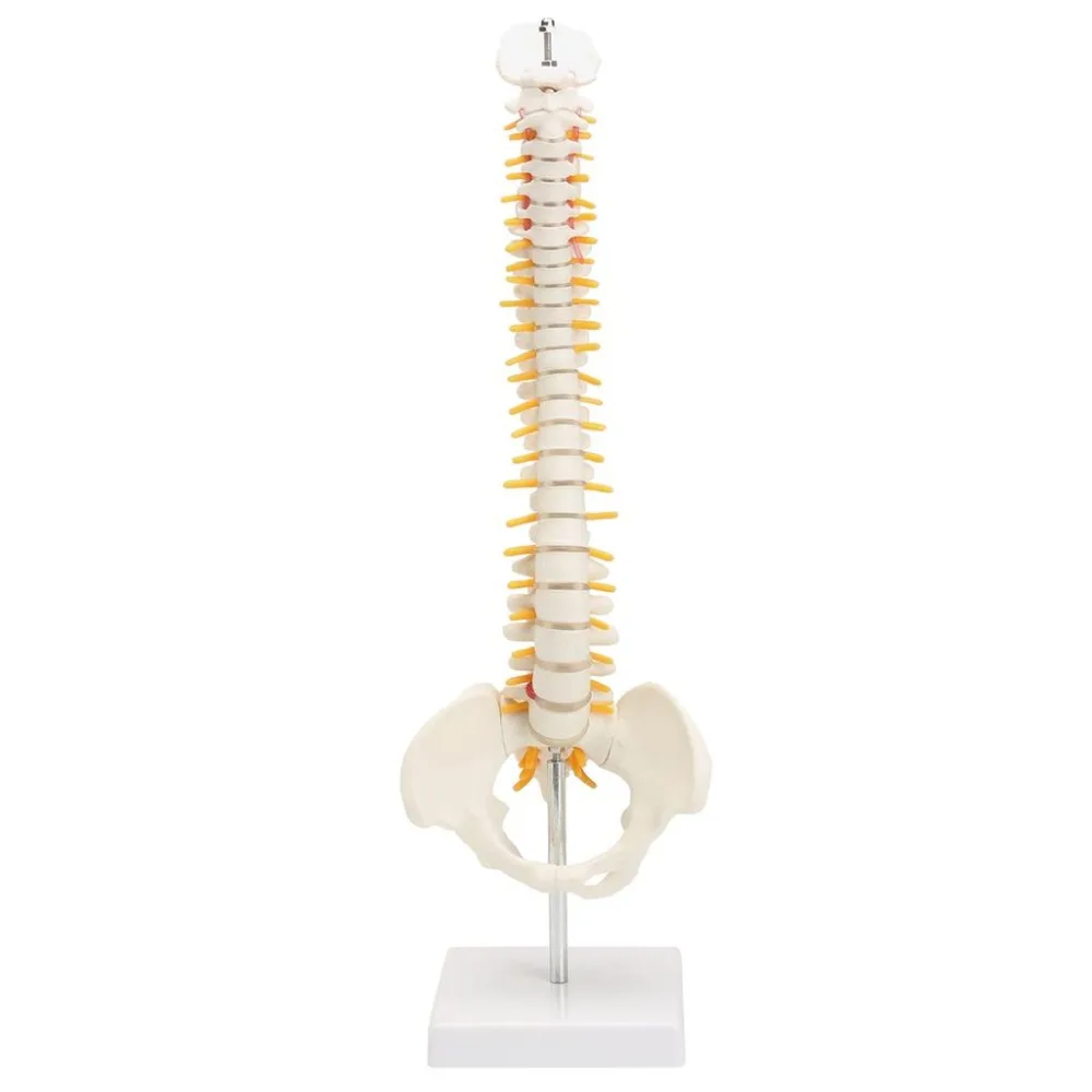 45cm human spine with pelvic model Human Anatomical Anatomy  skeleton  supplies and equipment Medical spinal column models