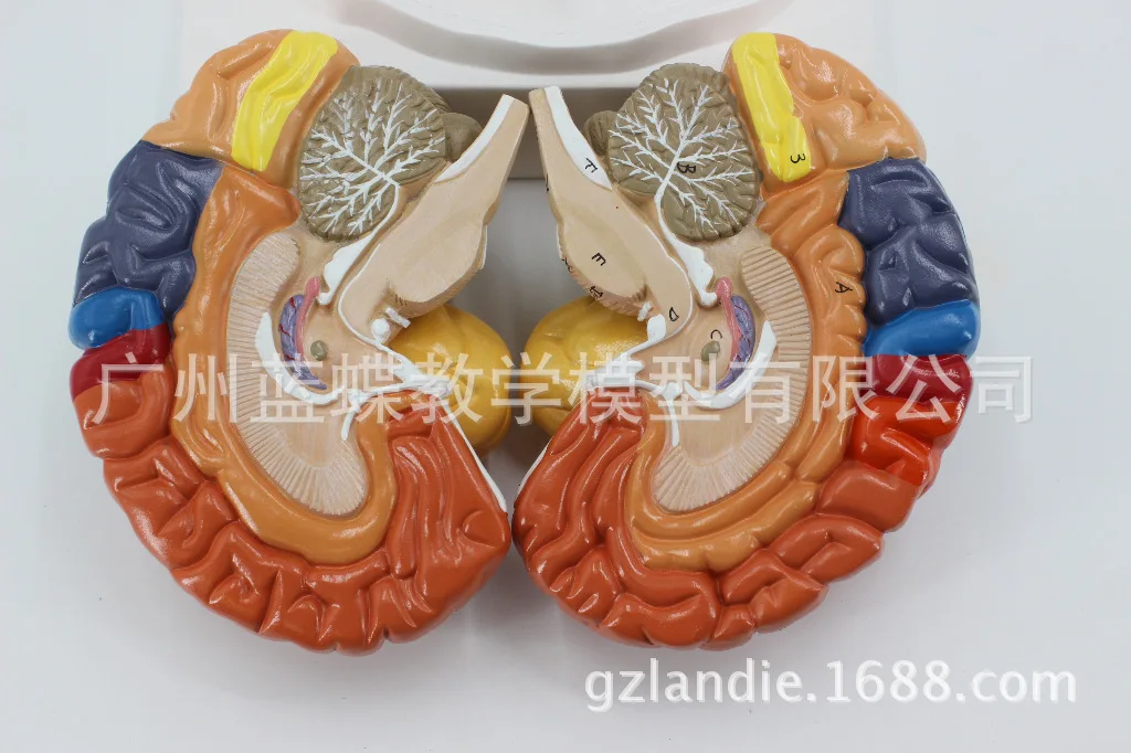 

2parts Colored 1:1 Life Size Human Brain Cerebellum Stem Anatomical Function Subregional Medical Model