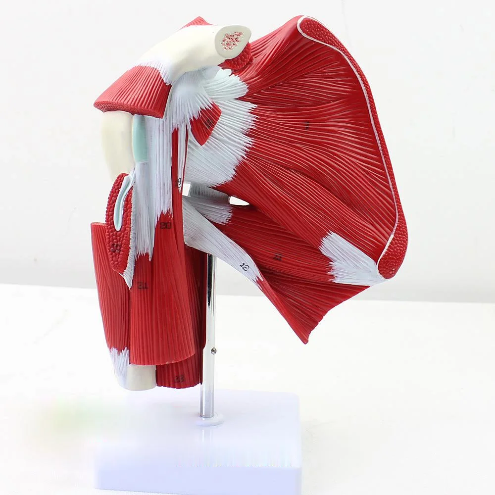 

Medical Human Shoulder Joint Muscle Tendon Anatomy Biology Model Surgery Mannequin Body