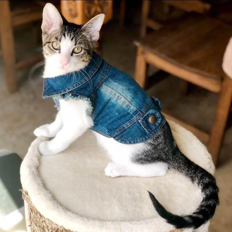 Chaleco de mezclilla para gato, chaqueta para cachorro, abrigo vaquero informal, trajes de primavera y otoño, ropa para gatos pequeños y medianos,