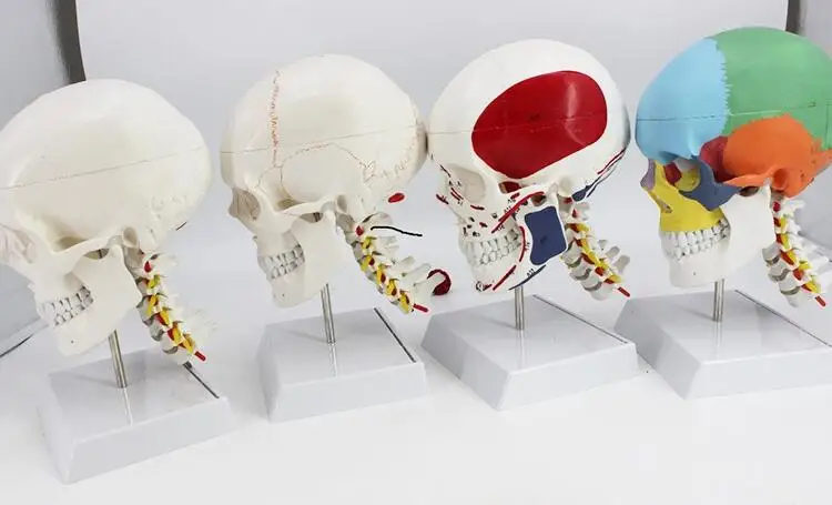 Adult Human Colorful Skull Anatomical Model Skeleton Head Model with Brain and spine