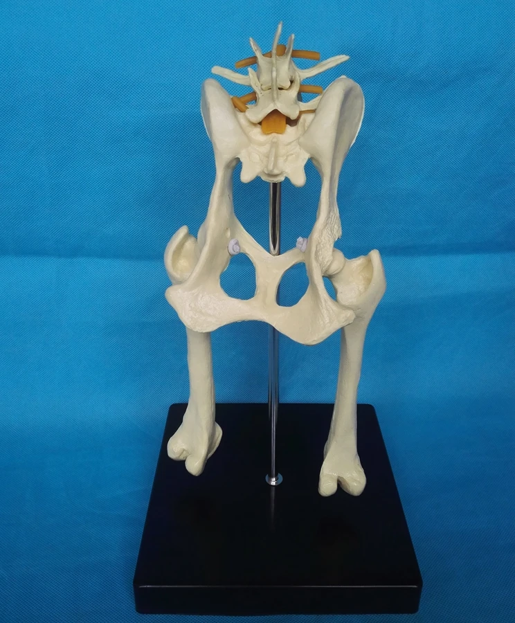 Modelo de articulación de cadera Lumbar para perros, modelo de anatomía Animal, aparatos veterinarios, médico, Pelvis de perro, modelo anatómico de cadera canina