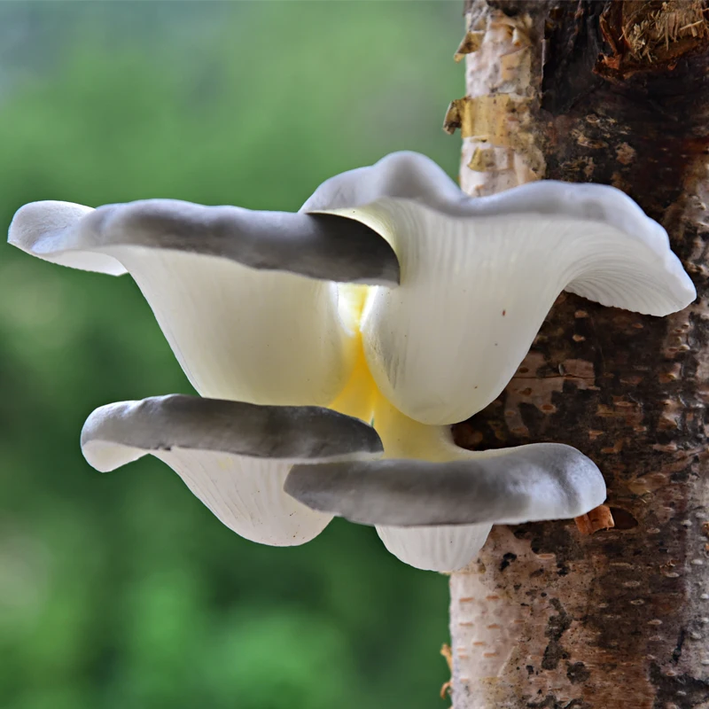 Imitation Plants Mushroom Fungus Vegetable Foam Fake Fruit Model Outdoor Garden Decoration on The Tree Hanging Decoration