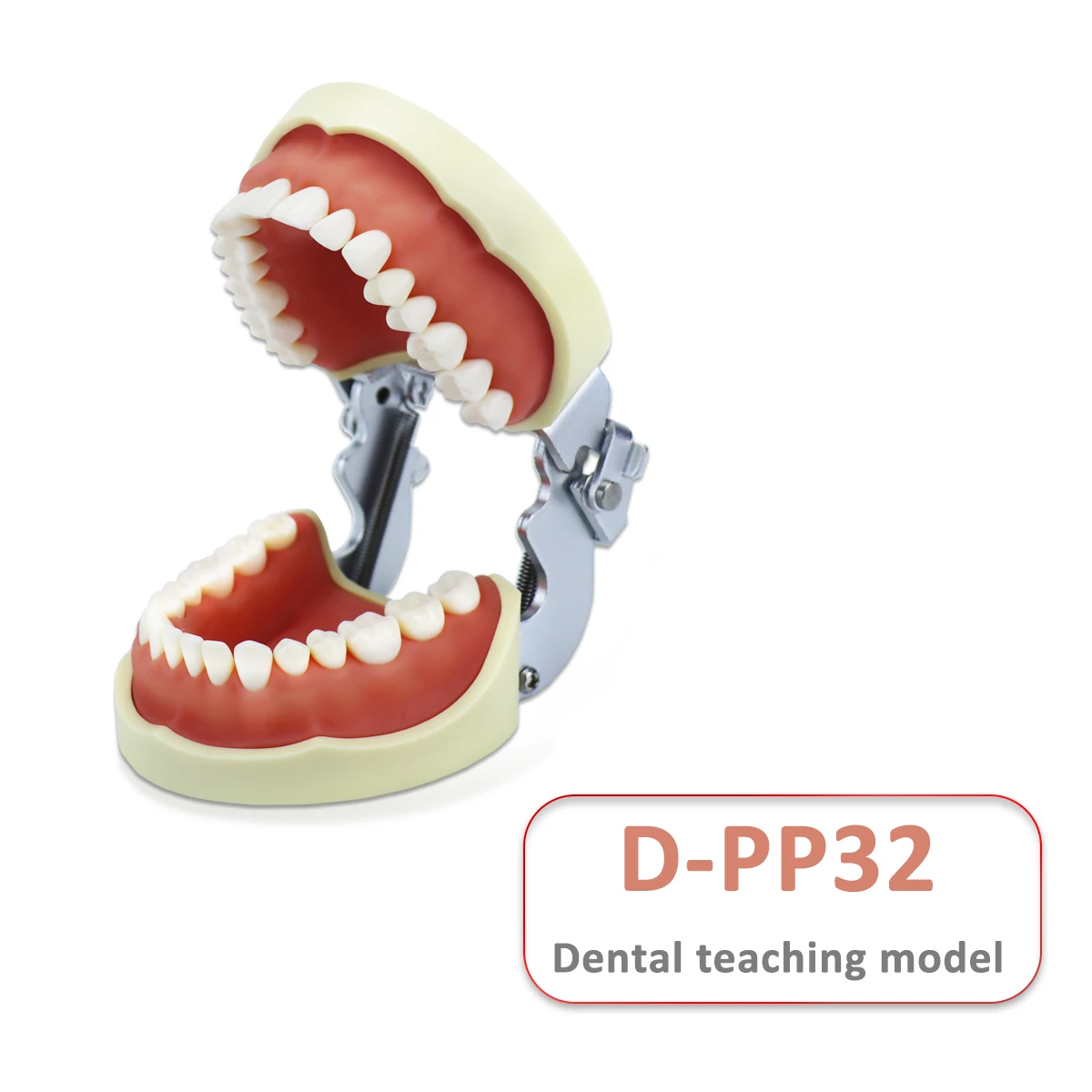 

D-PP32 Removable Dental Model Tooth Arrangement Practice Model With 32 pcs Dental Granule and Screw Teaching Simulation