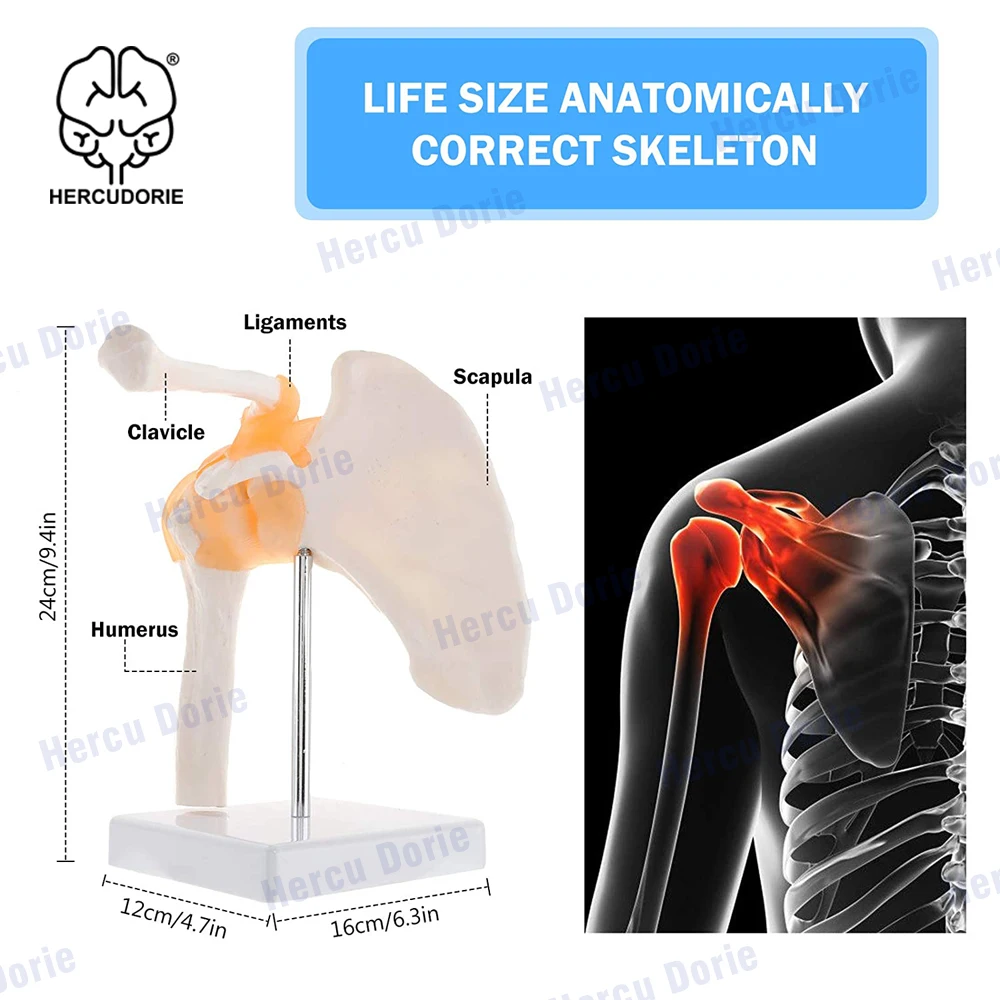 Shoulder Model Anatomical Skeleton Life Size Human Anatomy with Ligaments Joint Bone Functional Medical Model