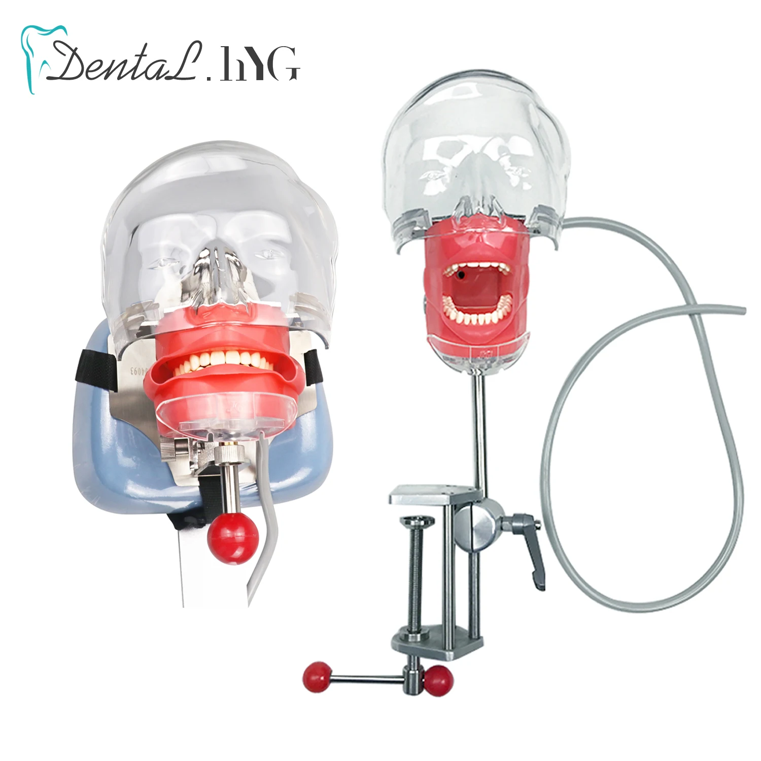 Dental Simulator Phantom Head For Dentist Education Dentist Teaching /Simple Head Model Phantom Training Apparatu 28Pcs Teeth