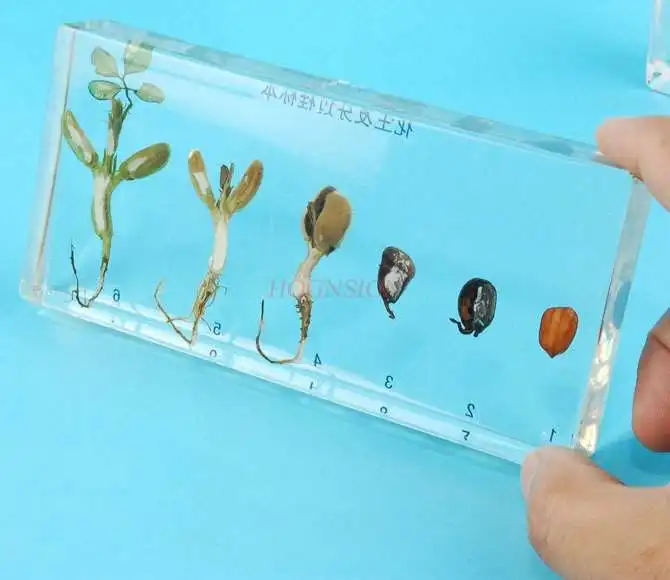 Kindergarten Cognitive Teaching Real Plant Seed Germinated Peanut Specimen Artificial Amber Crystal Resin