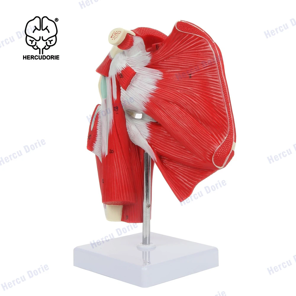 Life Size Shoulder Joint Muscles Model Human Body Anatomy Replica of Shoulder Joint Clavicle Bone Model from Rotator Cuff to Sub