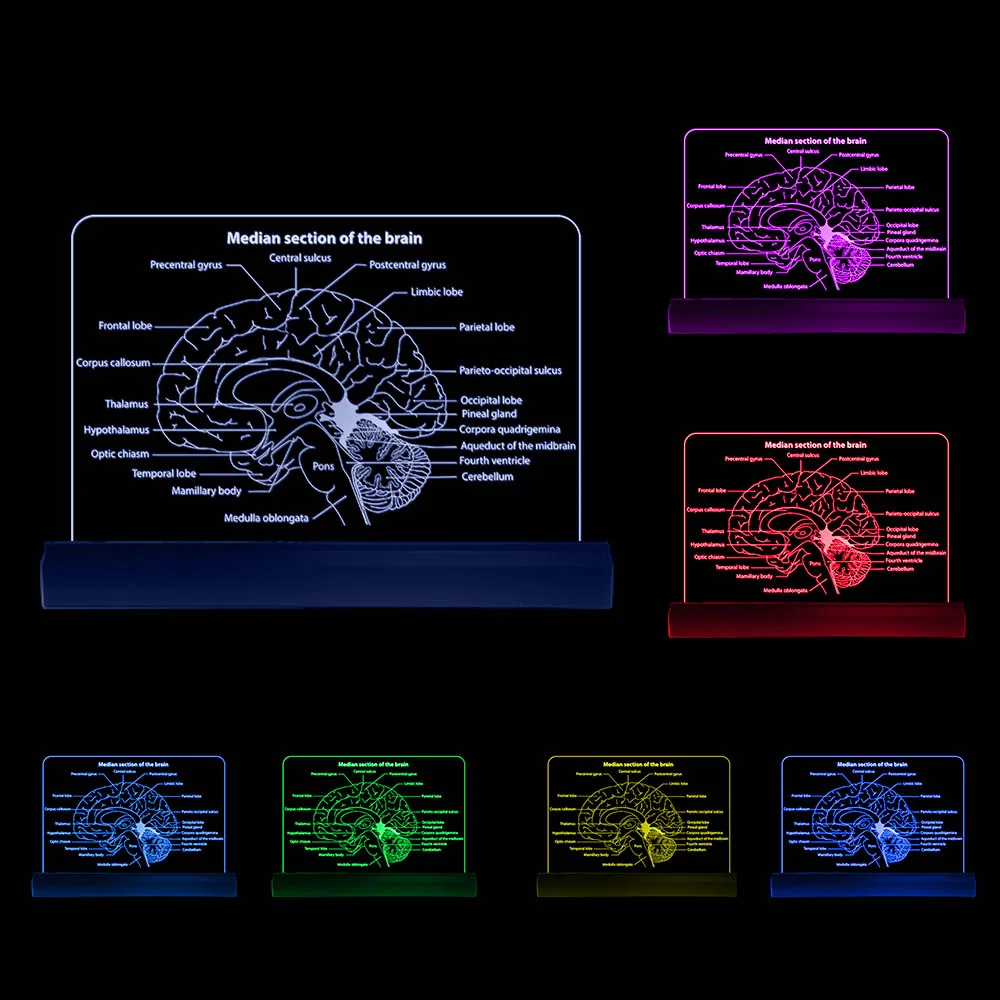 Imagem -06 - Diagrama do Cérebro 3d Ilusão Iluminação Decorativa Remoto e Multicolorido Seção Mediana do Cérebro Led Sinal Cérebro Laboratório Decoração