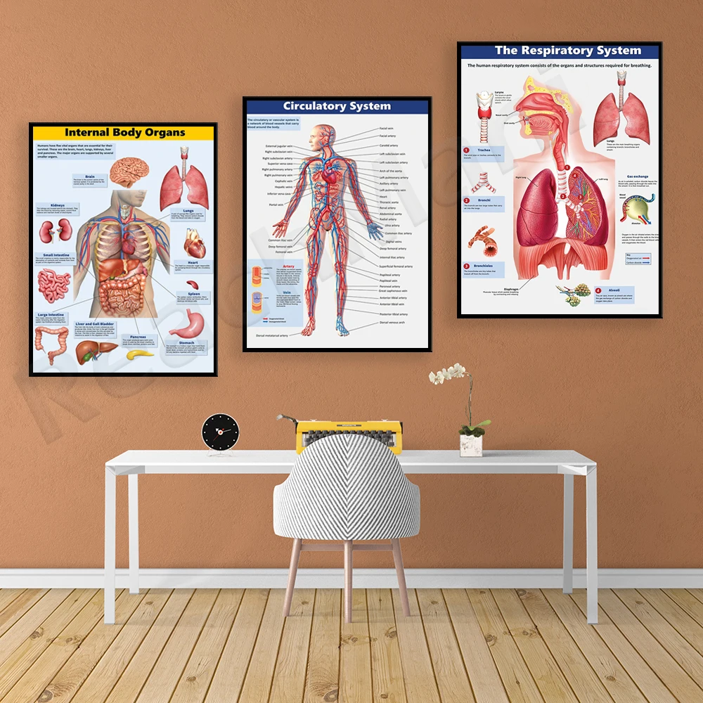 Body biology poster, body system, body organ poster, biology class, science class