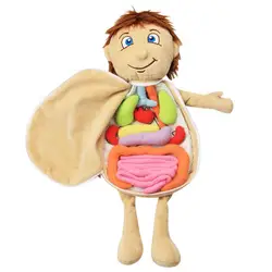 Muñeca de Anatomía de Torso humano, modelo de cuerpo, anatomía, órganos internos anatómicos para la enseñanza, juguete educativo suave, envío directo, 2021