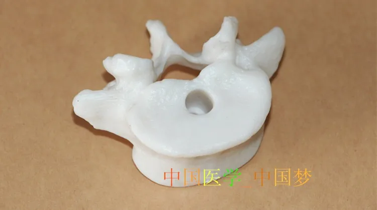 

Lumbar Spine Vertebral model Human skeleton model free shipping