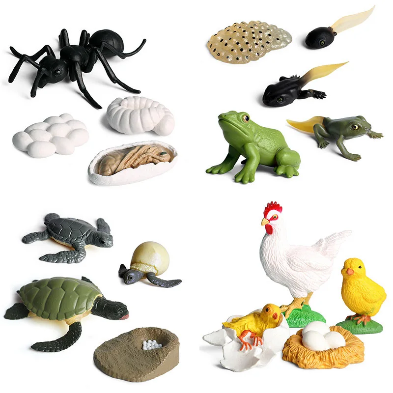 Miniatures Model Insects Sea Animal Plant Seed Life Growth Cycle Frog Chicken Turtle Snail Biology Collectible Education Toys