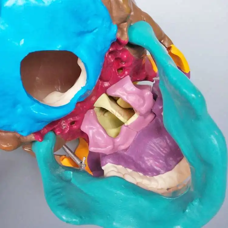 نموذج جمجمة ملون نموذج جمجمة تقسيم هيكل عظمي نموذج تعليمي جمجمة وسائل تعليمية طبية #4