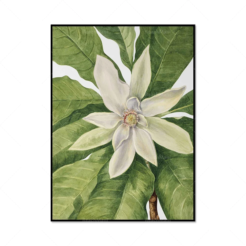 Magnolia Wall Art Plant Prints, White Magnolia Flower Prints Floral Plant Decoration Canvas Canvas Wall Exclusive Poster