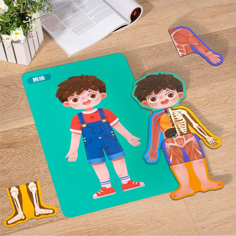 Body Structure Cognition Puzzle Toy Montessori Materials Educational Wooden Toys For Children Magnets Biology Teaching Aids Toy