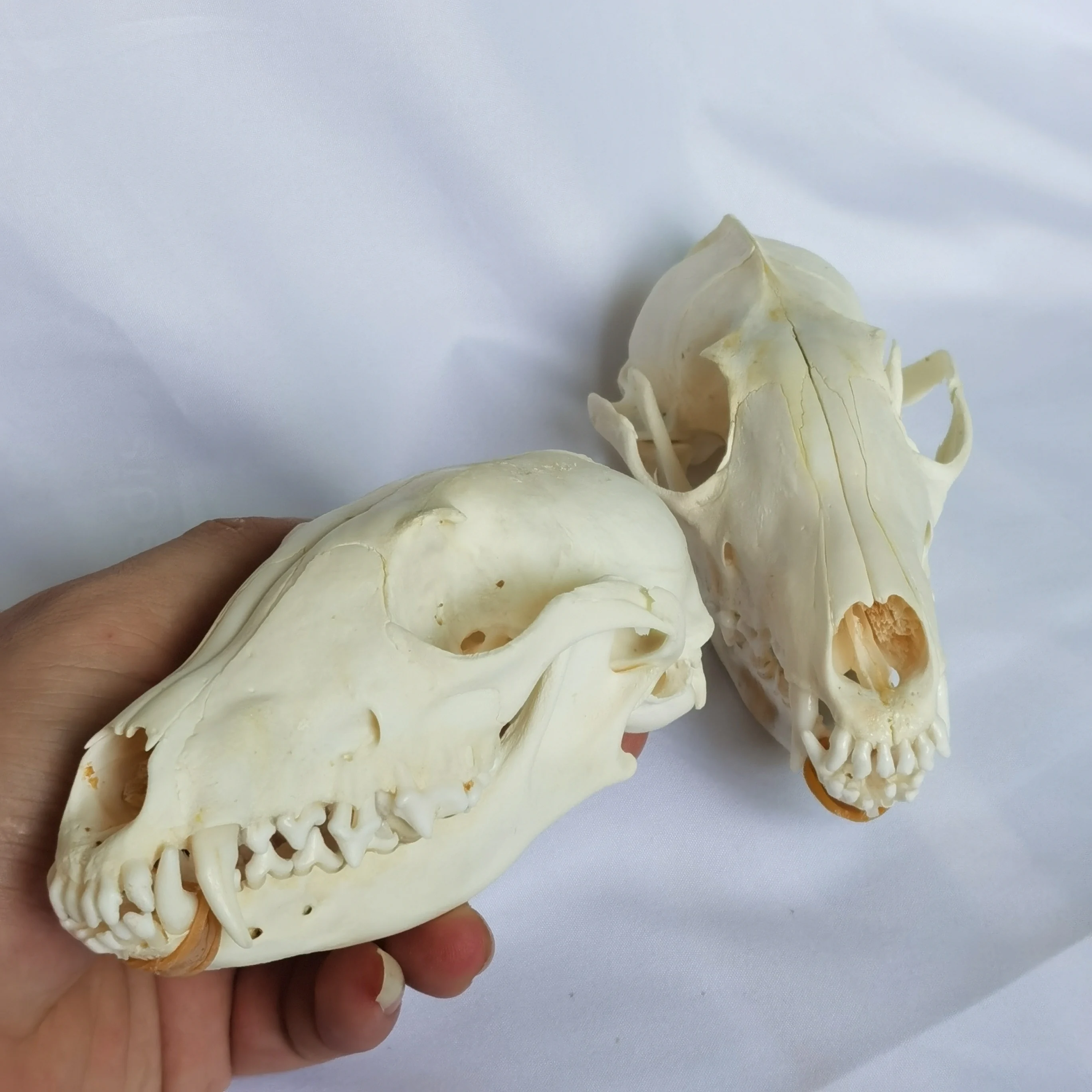 1 Pcs/2 Pcs Real Fox skulls Academic study Surprise gift, Real animal skulls(Snow Fox)