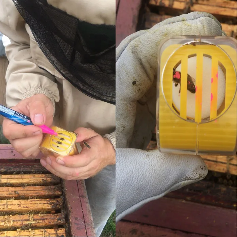 1 sztuk Bee Queen Marking Catcher plastikowe jedną ręką Marker butelka tłok pluszowe narzędzie pszczelarza ogród pszczelarz królowa Bee Catcher