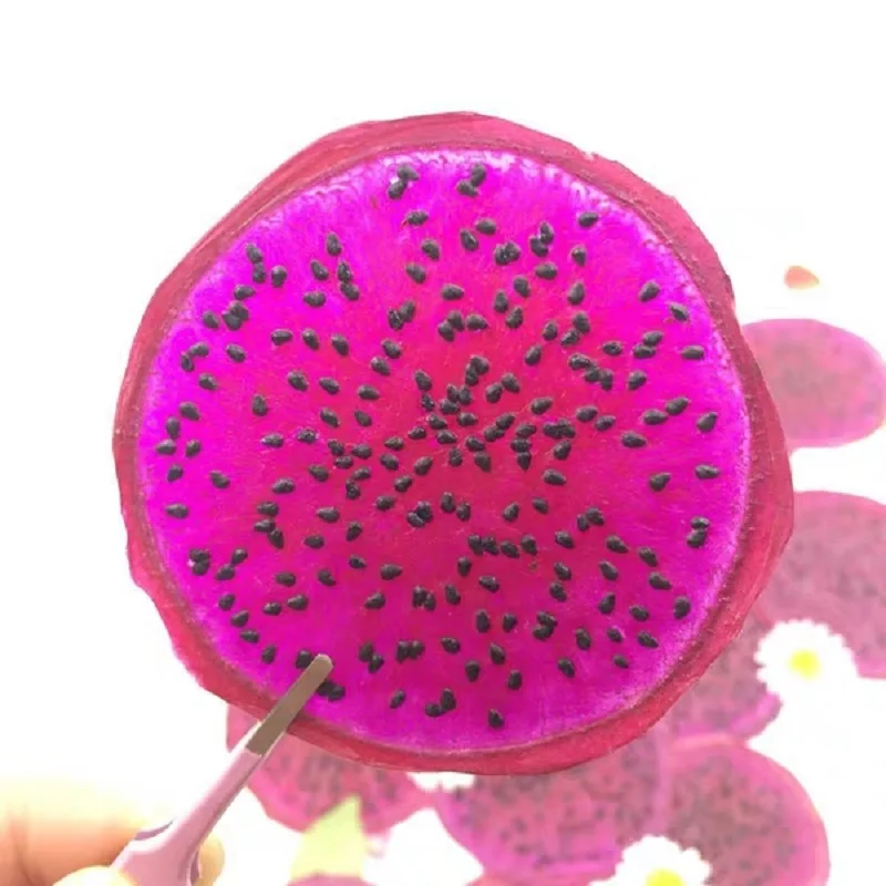 5pcs Dried Pressed Mini Fruit Pitaya Slices Plant Herbarium For Jewelry Photo Frame Phone Case Bookmark Making DIY