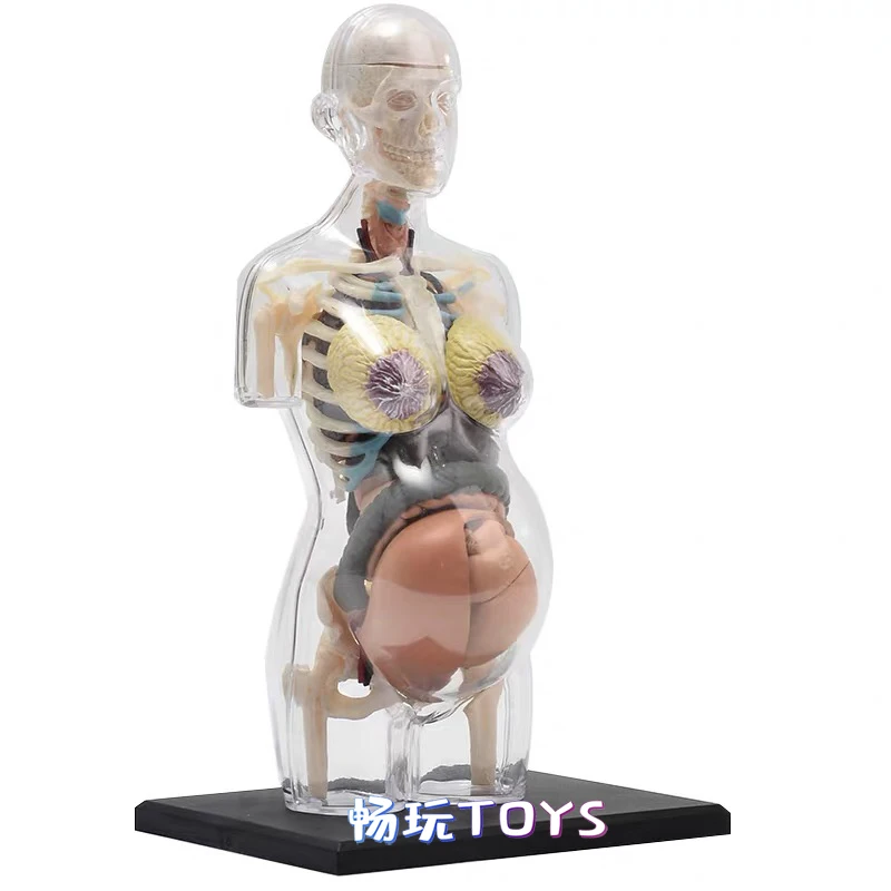 

Transparent Human Female Body Model Detachable DIY Toy Educational Equipment with Manual 4D MASTER Pregnant Female 41 PCS