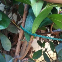 50X Plastic Plant Cable Ties Reusable Tools garden Greenhouse Grow kit Tree Climbing Support gardening planter 13.5cm 17cm